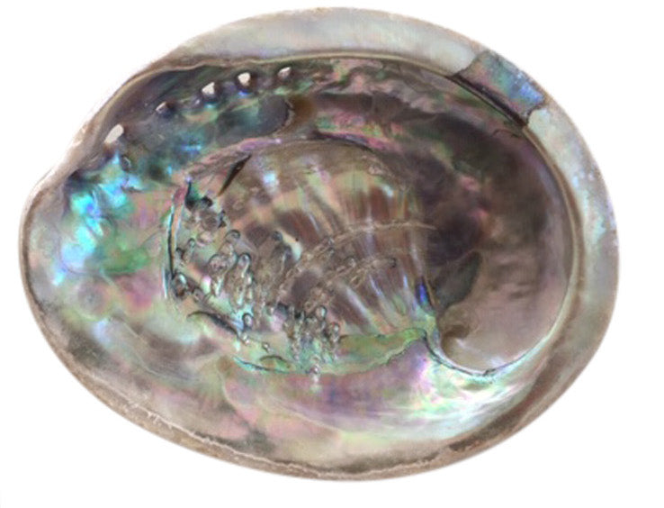 Abalone Shell with Californian White Sage Smudge Stick Wand