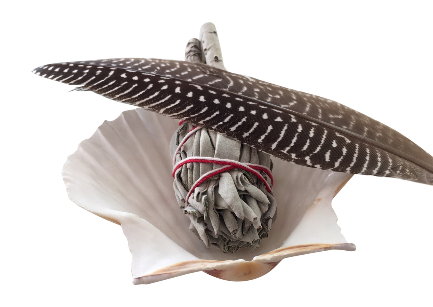 Scallop Shell plus Californian White Sage Smudge and Feather Smudging Kit
